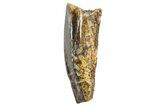 Fossil Juvenile Hadrosaur (Edmontosaurus) Partial Tooth - Montana #340926-1
